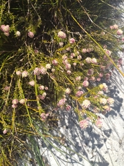 Lachnaea densiflora
