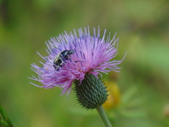 Cirsium texanum