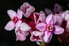 Sonderothamnus petraeus