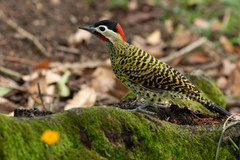 Colaptes melanochloros