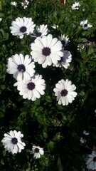 Dimorphotheca ecklonis