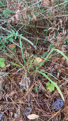 Chasmanthium sessiliflorum