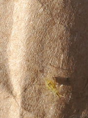 Calaphidina