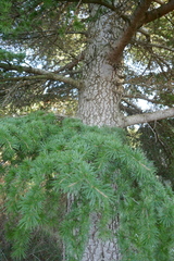 Cedrus atlantica