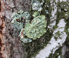 Flavopunctelia soredica