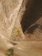 Calaphidina