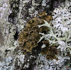 Melanohalea olivacea