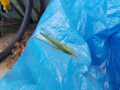 Euconocephalus varius