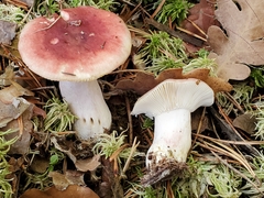 Russula sanguinea