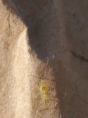 Calaphidina