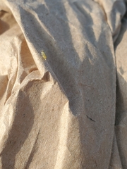 Calaphidina