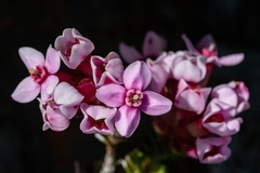 Sonderothamnus petraeus