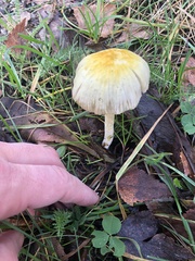 Bolbitius