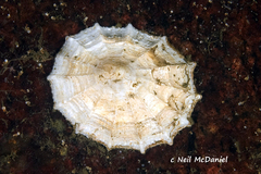 Puncturella cucullata