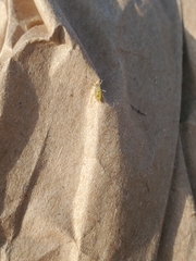 Calaphidina