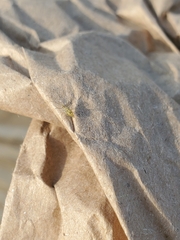 Calaphidina