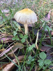 Bolbitius