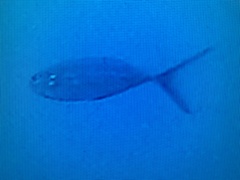 Caranx caballus