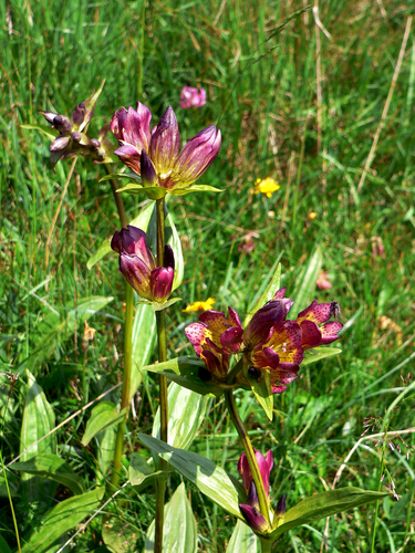 Purple gentian (Gentiana purpurea)