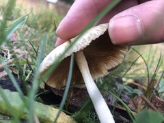 Bolbitius