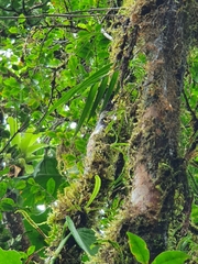 Scaphyglottis punctulata