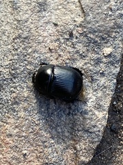 Geotrupes blackburnii