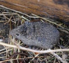 Microtus arvalis