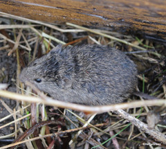 Microtus arvalis