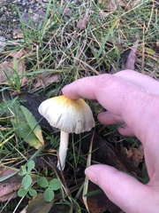 Bolbitius