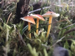 Mycena acicula