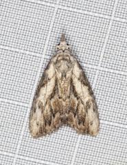 Nola pleurochorda