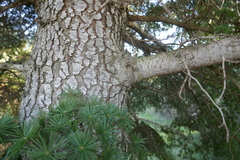 Cedrus atlantica
