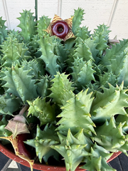 Huernia zebrina