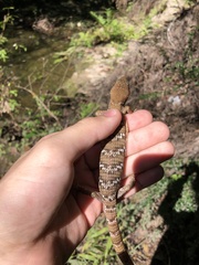 Gerrhonotus infernalis