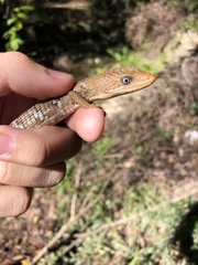 Gerrhonotus infernalis
