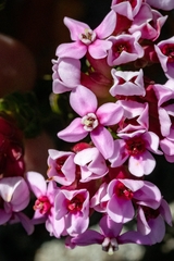 Sonderothamnus petraeus