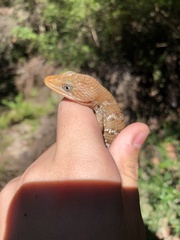 Gerrhonotus infernalis