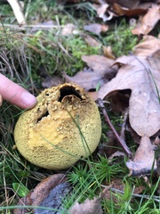 Scleroderma citrinum