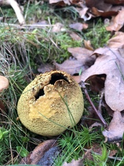 Scleroderma citrinum