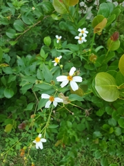 Bidens alba