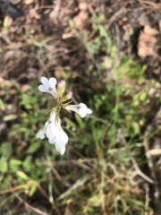 Lobelia paludosa