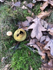 Scleroderma citrinum