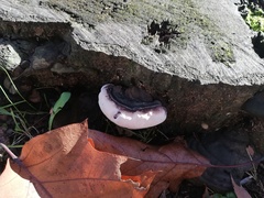 Ganoderma