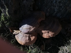 Ganoderma