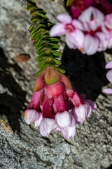 Sonderothamnus petraeus