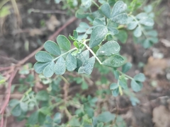 Coronilla valentina glauca