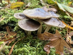 Pluteus exilis