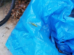 Euconocephalus varius