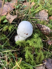 Amanita virosa