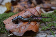 Desmognathus fuscus